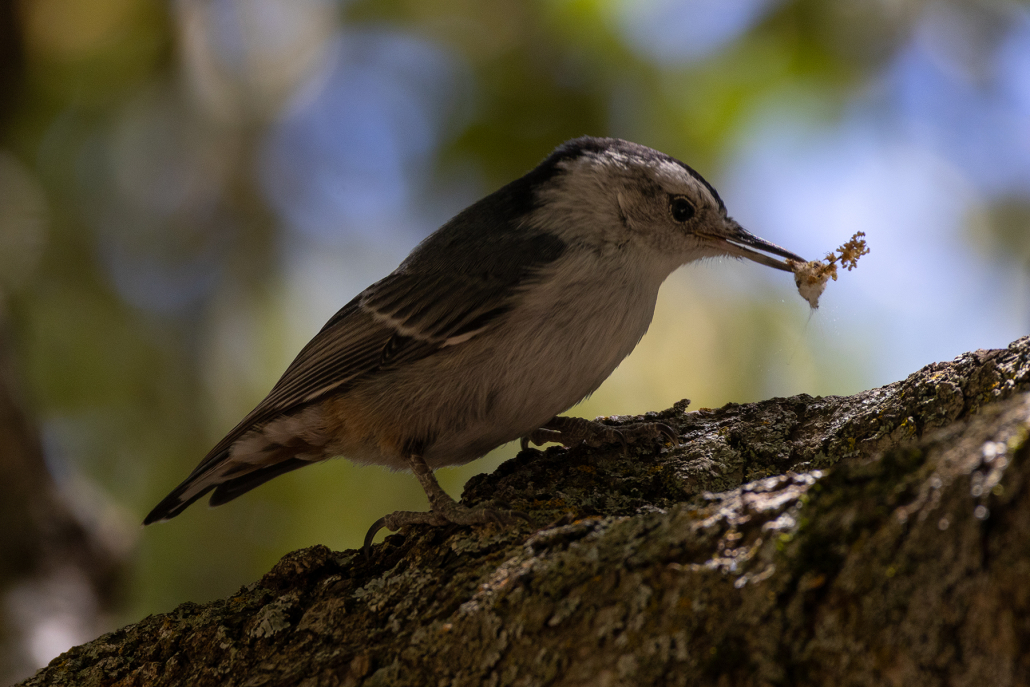 A small bird with a grey back and white breast and face eats a morsel of food it has picked out of the bark of the tree branch it sits on. The background is the dappled green of a leafy tree canopy and blue of the sky beyond.