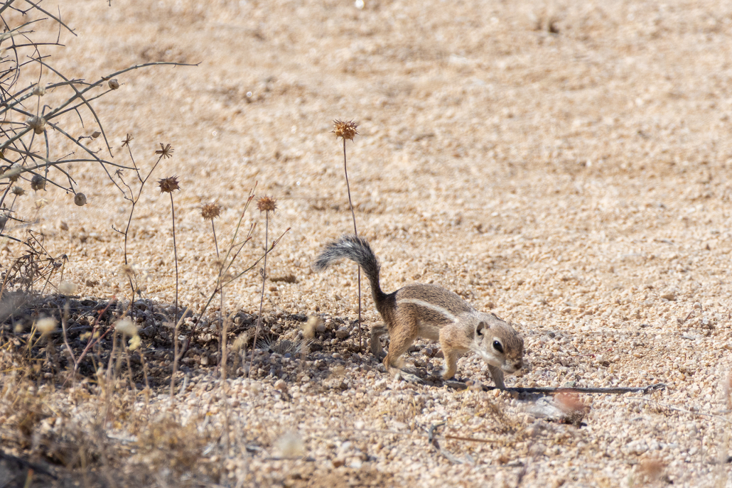 A tiny squirrel with white stripes up tawny brown flanks runs diagonally towards the camera from a patch of shade. The squirrel has its tail up and the desert ground is sandy with the odd bit of dry vegetation in the foreground and a small shrub on the left of the image making the patch of shade it is leaving.