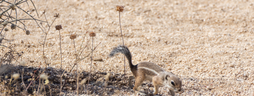 A tiny squirrel with white stripes up tawny brown flanks runs diagonally towards the camera from a patch of shade. The squirrel has its tail up and the desert ground is sandy with the odd bit of dry vegetation in the foreground and a small shrub on the left of the image making the patch of shade it is leaving.
