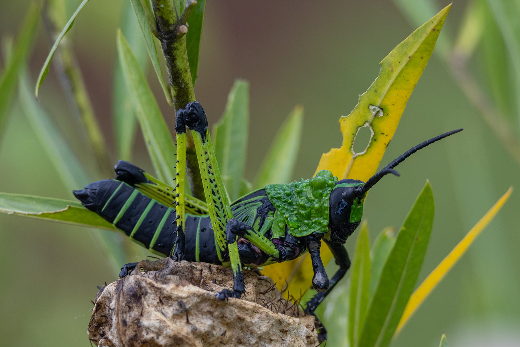 A black and green Leprous Grasshopper, Phymateus leprosus, sits on the shrivelling fruit of a Gomphocarpus bush